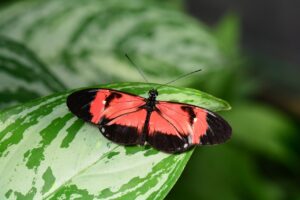 Flora i fauna Beskidu Sądeckiego